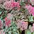 Sedum cauticola