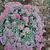 Sedum cauticola