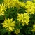 yellow star-shaped flowers.