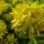 Sedum kamtschaticum