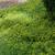 Sedum lineare