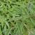 Sedum lineare 'Variegatum'