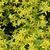 Sedum lineare