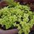 Sedum makinoi 'Ogon'