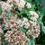 Sedum 'Matrona'