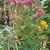 Sedum 'Matrona'