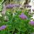 Sedum spectabile
