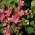 Dark pink, star-shaped flowers.