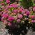 Sedum 'Birthday Party'