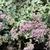 Pink flowers and lime green, succulent leaves.