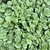 lime green, succulent leaves.
