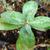 Sedum 'Matrona'