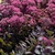 Pink flowers and burgundy colored succulent leaves.