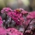 Pink flowers and burgundy colored succulent leaves.