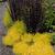 Sedum 'Touchdown Teak'