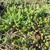 Sedum Acre