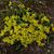 Sedum Acre