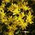 Sedum Acre