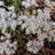 Sedum album