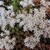 Clusters of small white star-shaped flowers