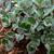 Sedum cauticola