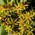 Sedum kamtschaticum