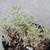 Sedum lineare 'Variegatum'