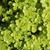 Sedum makinoi