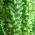 Sedum morganianum