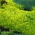 Mat-forming succulent with apple green foliage.