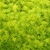 Mat-forming succulent with apple green foliage.