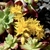 clusters of bright yellow star shaped yellow flowers