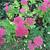 Sedum spectabile