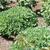 Sedum spectabile 'Autumn Joy' leaves