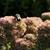 Sedum spectabile 'Autumn Joy' flower with bee