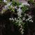 Sedum ternatum
