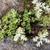 Sedum ternatum