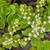 Sedum ternatum 