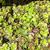 Sedu tetractinum 'Coral Reef'
