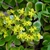 masses of yellow,5-petaled flowers above succulent leaves.
