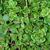 Sedum tetractinum