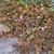 Bronze-colored succulent foliage