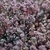 Pink flowers and burgundy colored succulent leaves.