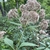 Seed head