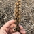 Seed Pods in March
