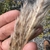 Seedhead in September in Pilot Mountain, North Carolina