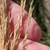 Seedhead in September in Portsmouth, United Kingdom