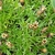 Leaves and seedheads in August in Bruck an der Mur, Austria