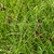 Seed heads in August in Ticino, Swtzerland
