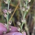 Seed heads in September in Crawford County, Michigan